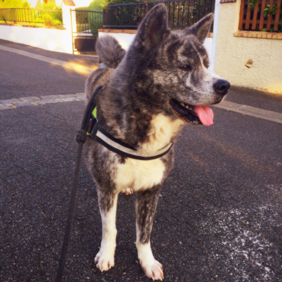 Marionboudard's tweet photo. #akitainu #akita #japanesedog https://t.co/R6qwYGpn7a