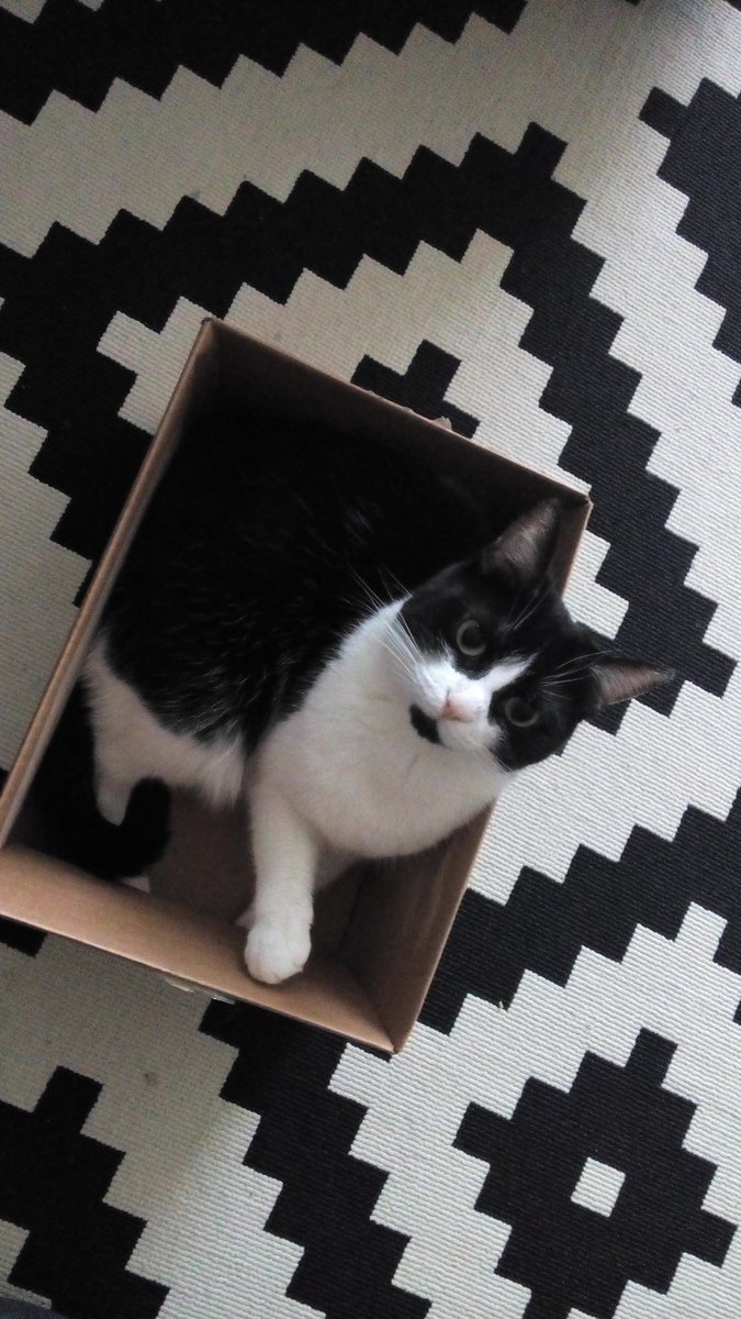 ItsElmoTheCat's tweet photo. @visceralneko ��� iz me too late to join? #fridaynightboxpawty https://t.co/B56MWEYn5s