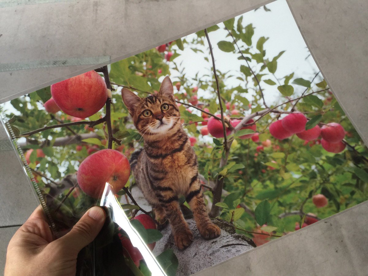 能勢謙介 ふるさとのねこ 展を横浜そごうでやっていたのでついつい 弘前で生きる猫たちの姿はほほえましくも逞しい Fwf そごう 横浜店 Sogoyokohama T Co Zgqma0bwmh
