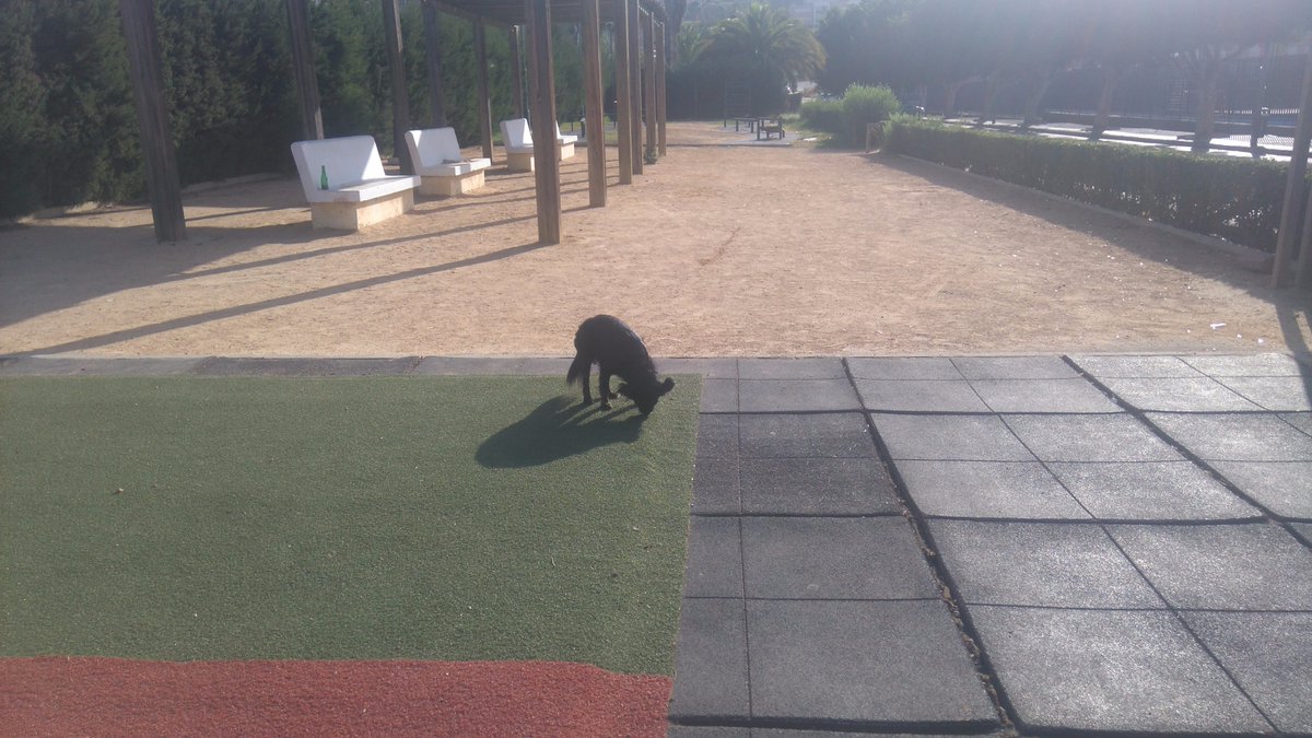 18Lucia1994's tweet photo. Perro perdido visto cerca de calle Gounod Málaga, tiene 2 collares uno de ellos con su nombre @protemalaga https://t.co/J8NtTWNws4