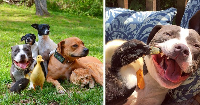 7 Hayvanı Kurtarıp Onlardan Bir Aile Kuran Çiftin Renkli Hayatı ift.tt/2aOS6n6