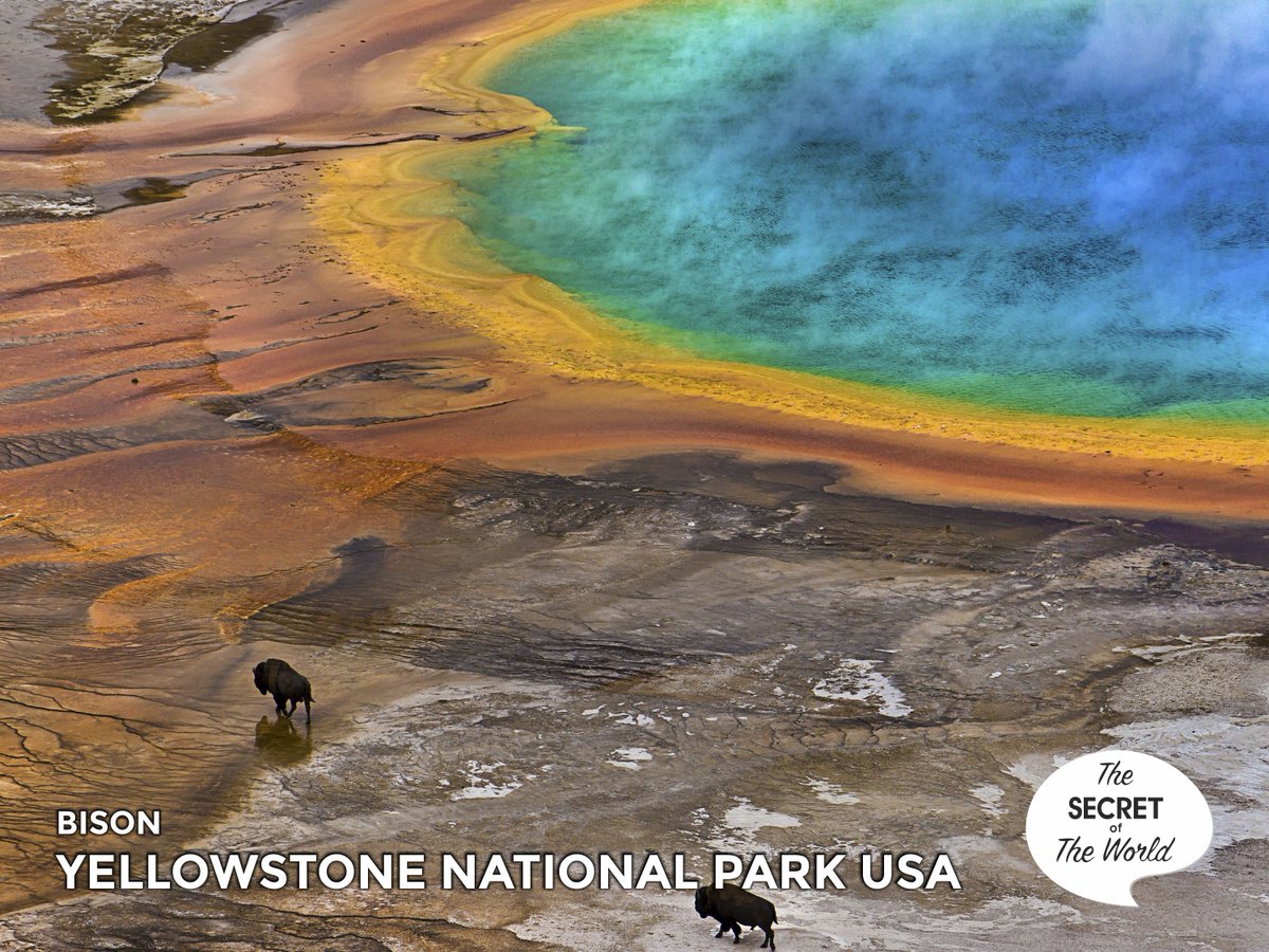 AleksandraK1's tweet photo. @YellowstoneNPS #USA #theworld #worldsecret #worldbeauty #worldspirit #ThanksMaxChohan https://t.co/erbdyTHMBA