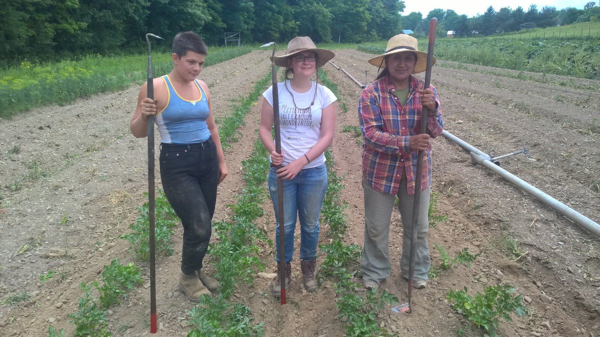 paysansdavenir's tweet photo. #PhotoDuJour : #Désherbage et #cloques aux mains pour activité du jour ! #agriculture #USA #AgricultureBiologique https://t.co/PxeMtJBZ0o