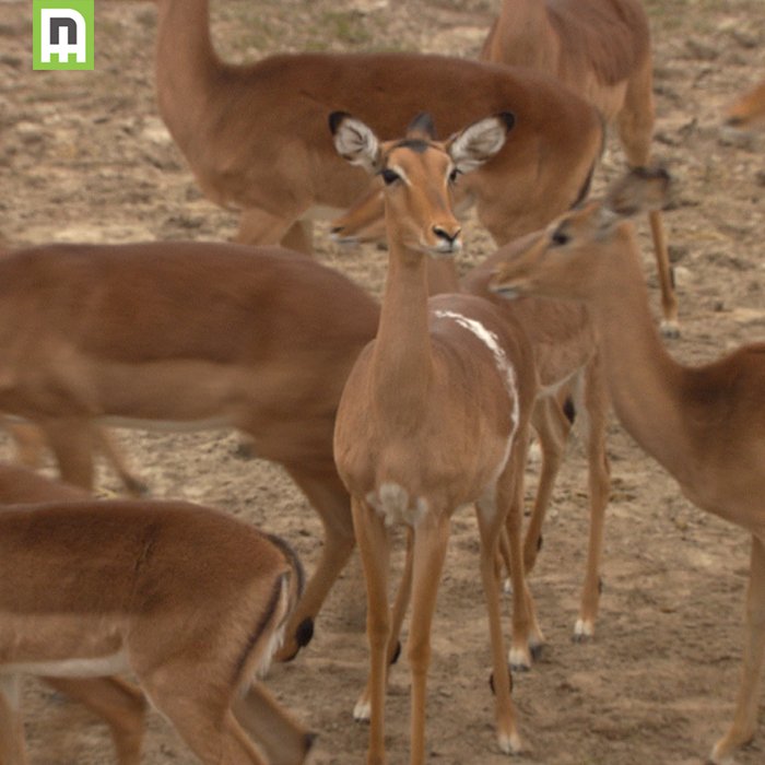 Mis het niet de laatste aflevering van 'Dierenpark Emmen: de grote expeditie' om 16.30 uur bij <a href="/SBS6/">SBS6</a> #wildlands