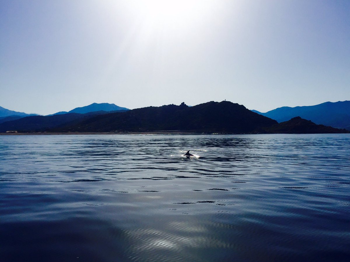 BelluMare's tweet photo. #MareBellu #PromenadesEnMer #dauphins #picoftheday #corsica #tiuccia #2k16 https://t.co/I2kDsj7oCg ☎️0699320308 https://t.co/XJg0L8LDMq