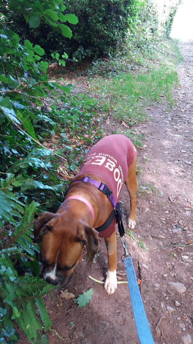 milliebtheboxer's tweet photo. Millieb out in woods checking #weemails. 1st time since op. π https://t.co/Gku3UtSmyh