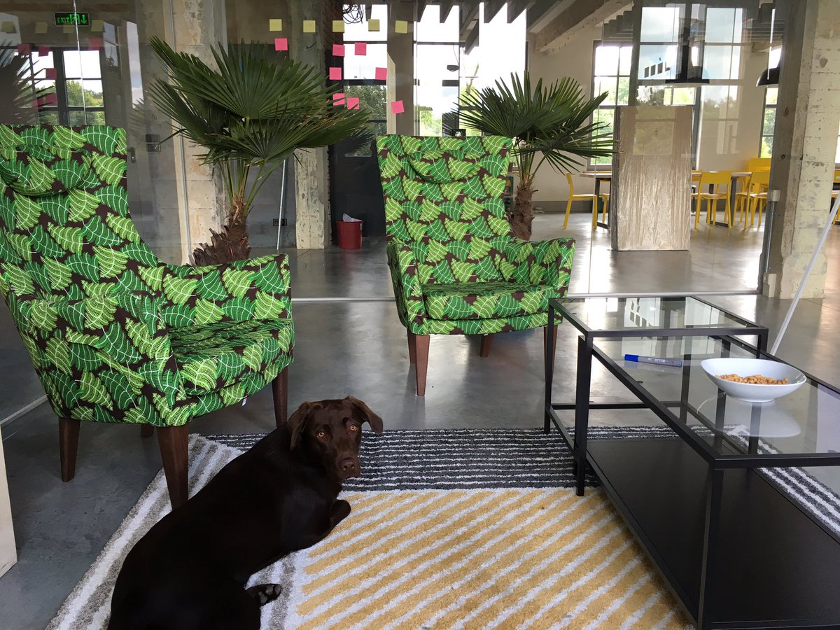 Who wouldn't want to work in our new jungle meeting room! Btw - we are hiring staffbase.com/en/jobs/