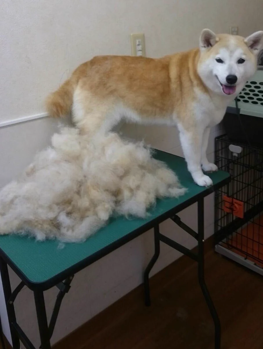 抜け毛ってレベルじゃねーぞｗ犬の毛生え変わりがモッコモコで草はえるｗｗｗ