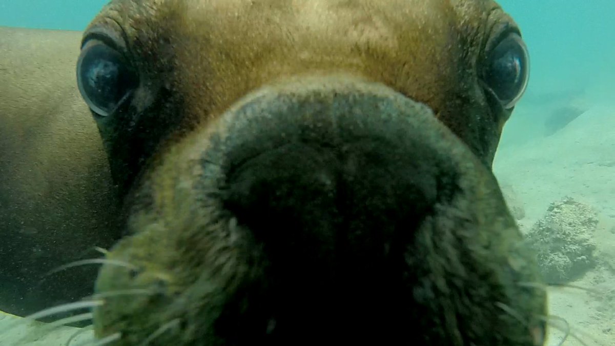 jv_klarich's tweet photo. A sea lion (: I love them so much! @Cur_SeaAquarium #sealion #ocean #life #scuba https://t.co/fxFi8iHxTd