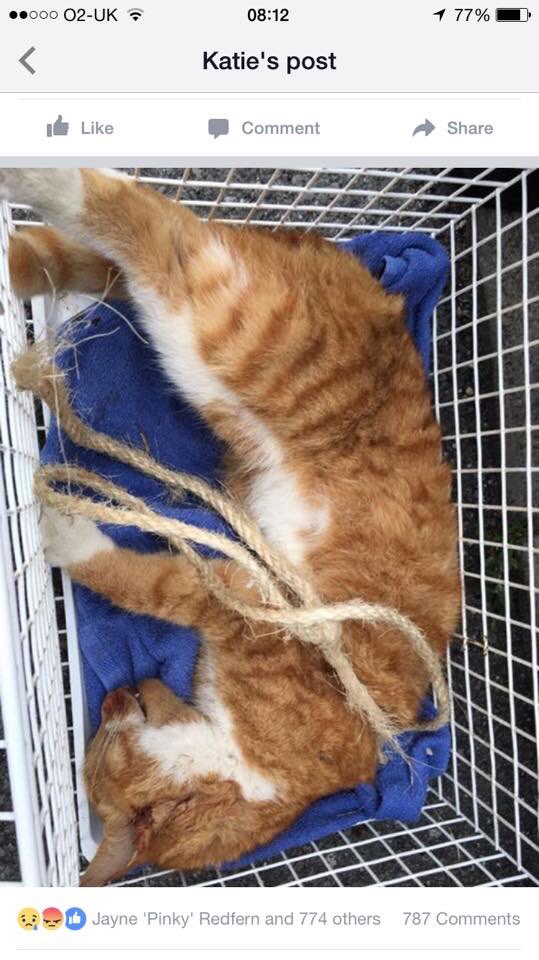 _PetAbuseUK's tweet photo. Cat killed; Ethan Lewis, Keane Mitchell Thorpe, Mitch Smith &amp;Seif Neili #Ridding #Derbyshire https://t.co/0LfHAipoUX https://t.co/IAXwr9OyOG