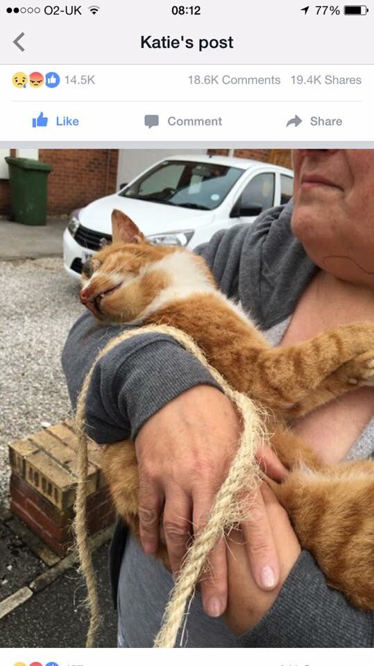 _PetAbuseUK's tweet photo. Cat killed; Ethan Lewis, Keane Mitchell Thorpe, Mitch Smith &amp;Seif Neili #Ridding #Derbyshire https://t.co/0LfHAipoUX https://t.co/IAXwr9OyOG