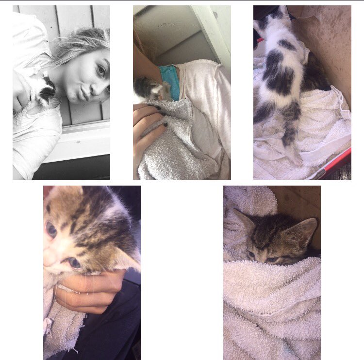 lillian_bellard's tweet photo. I swear, the only time my heart shows is when it comes down to an animal. 😍💖 #savingkittens https://t.co/uwEozr7QCW