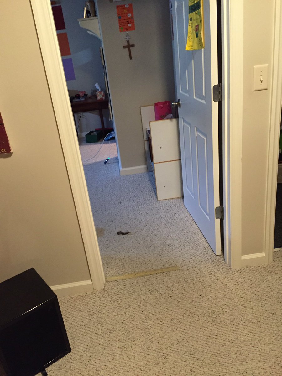 Miss Rispoli On Twitter My Cat Must Know I M Leaving