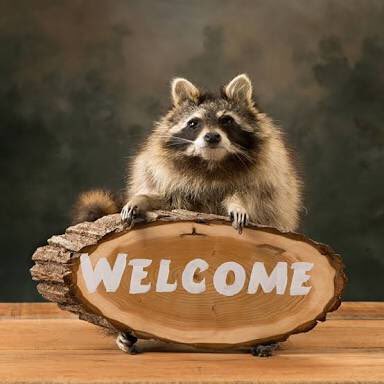 Mapache Digital (@DigitalMapache) / Posts / X