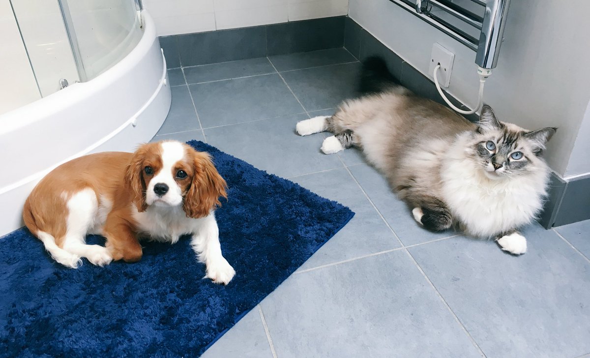 OMGitsAliA's tweet photo. Oliver and Eevee actually being civil with each other - Normally Olly's slapping Eevee if she gets anywhere near 😂😼🐶 https://t.co/9T3ubIxdv0