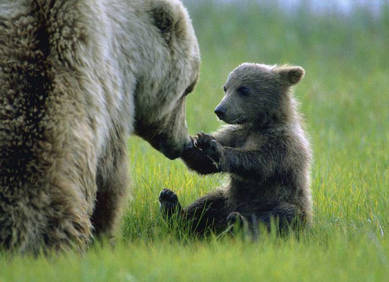 Daily Bear (@DailybearOrg) / Posts / X