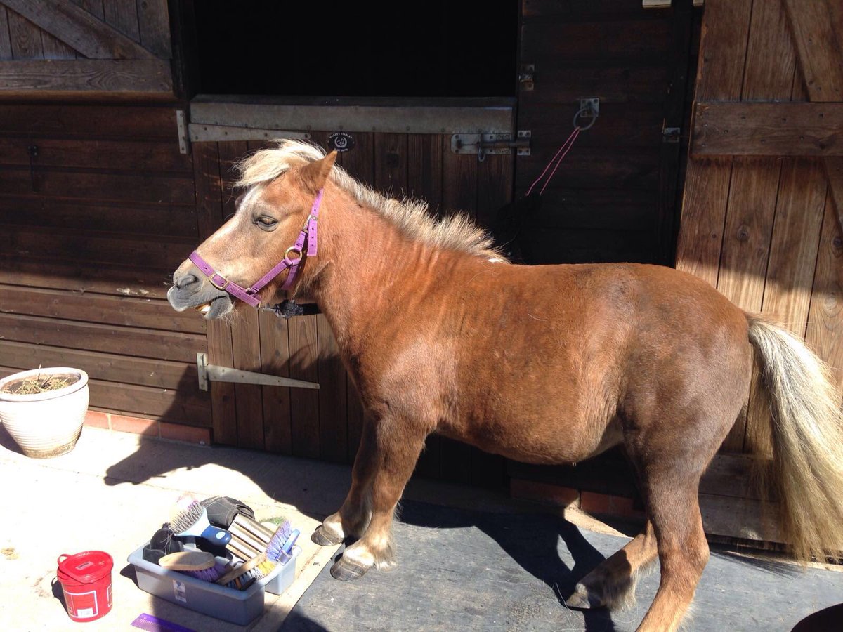 SupportTWOTH's tweet photo. At @DinaHooton thewayofthehorse centre https://t.co/IemQHw09tl