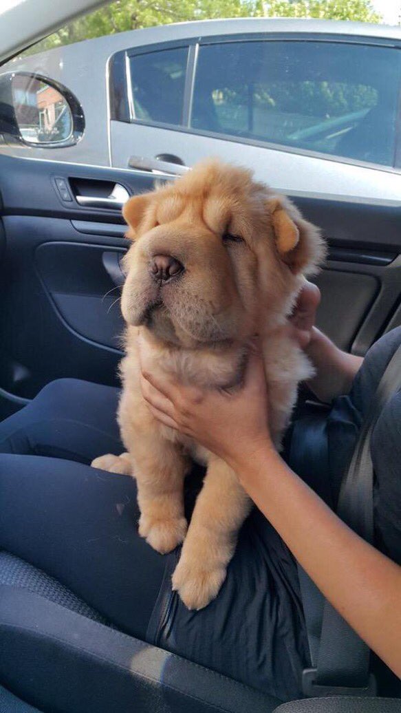 ohNehru's tweet image. Look the same to me tbh