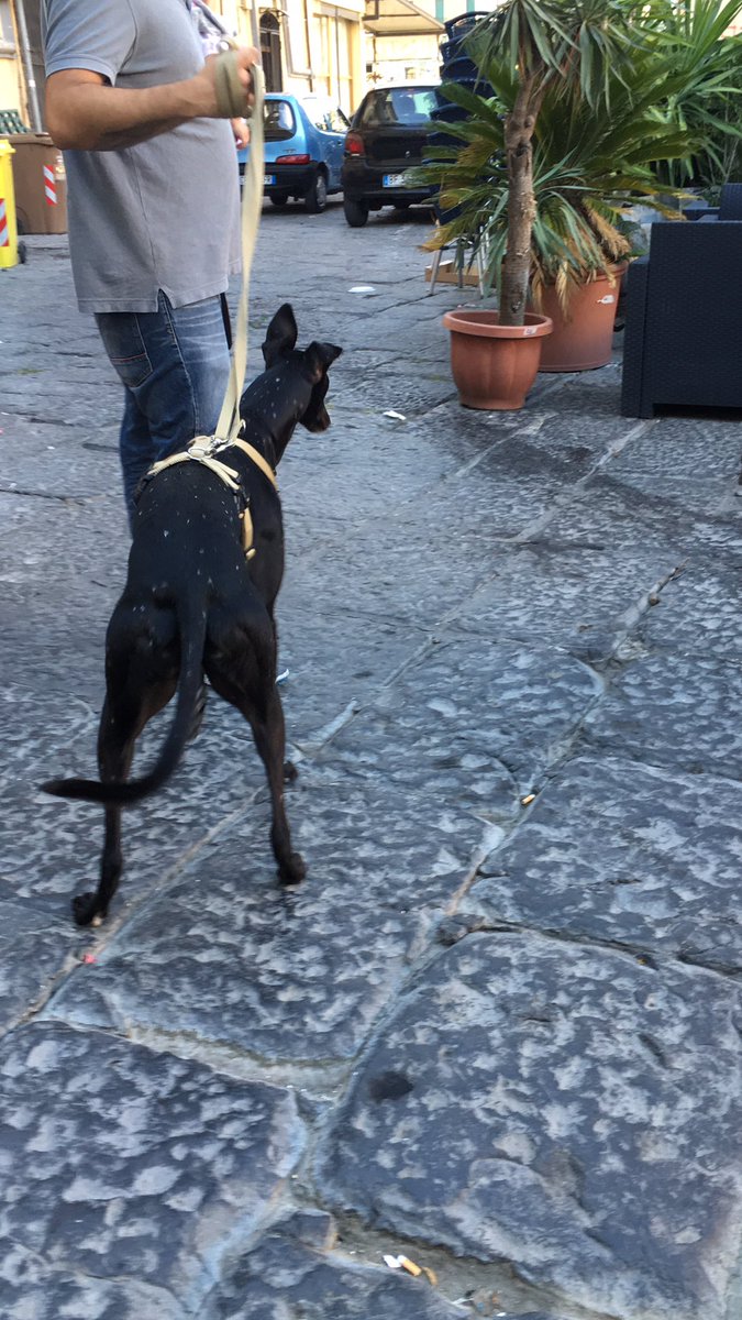 Un #greyhound a #Napoli #lacittápiúbelladelmondo