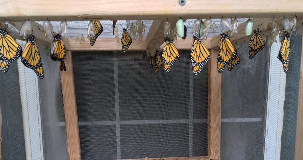 waystation7576's tweet photo. big #monarchbutterfly #birthday today @waystation7576 @MonarchFlyway @BackyardEcology @Monarch_SOS @TheLepSoc https://t.co/AiURXwqbP8