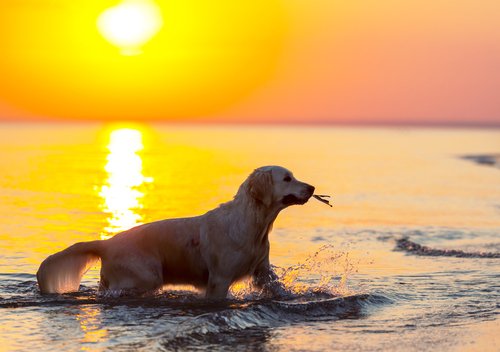 lndc_italia's tweet photo. Scopri le principali #spiagge per #cani in #Italia https://t.co/De2FSmFSNf #IVCL #sempreinsieme #invacanzaconloro https://t.co/lWKHs489RX