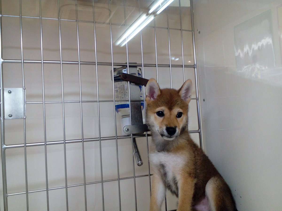 32840407Wakana's tweet photo. 今日友達とペットショップ行ってきた！
柴犬めっちゃ可愛い…
ついでにポメラニアンも触らせてもらった！
犬買いたいよ… https://t.co/S3x1uH8H0U