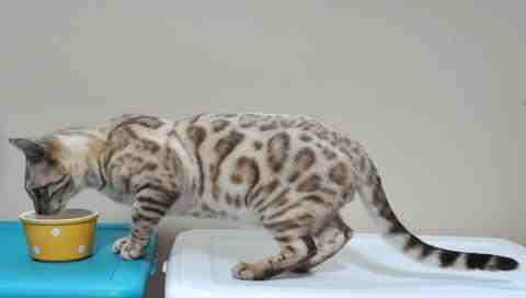 trackingpaws's tweet photo. #TrackingPaws Missing Bengal cat in San Diego, California, USA; on Thursday the 13th of August, 2015 @findingorigami https://t.co/yh2nD76Yft