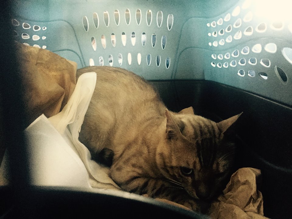 trackingpaws's tweet photo. #TrackingPaws Missing Bengal cat in San Diego, California, USA; on Thursday the 13th of August, 2015. https://t.co/rG86NorlZl