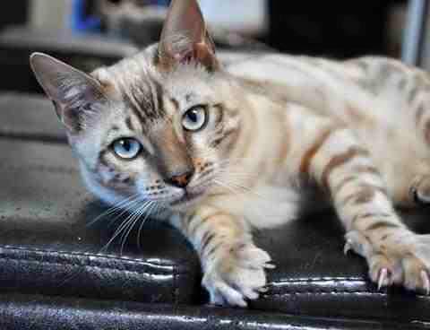 trackingpaws's tweet photo. #TrackingPaws Missing Bengal cat in San Diego, California, USA; on Thursday the 13th of August, 2015. https://t.co/rG86NorlZl