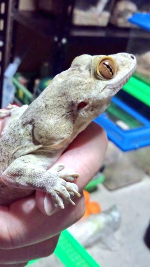 mikeko18's tweet image. 実はヤモリ好きです！
#ボイヴィンネコツメヤモリ