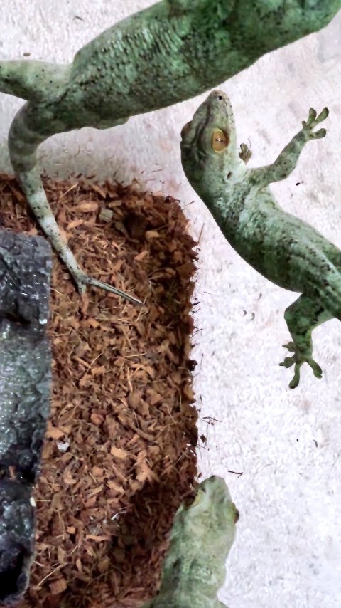 mikeko18's tweet image. 実はヤモリ好きです！
#ボイヴィンネコツメヤモリ