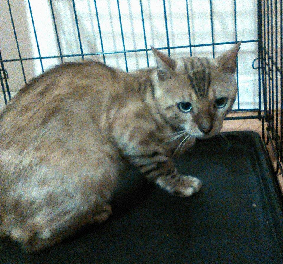 tracking paws tweet media