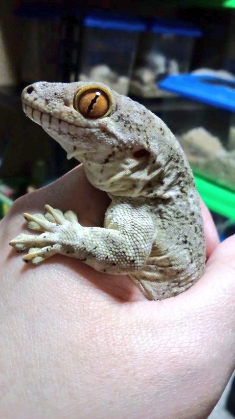 mikeko18's tweet image. 実はヤモリ好きです！
#ボイヴィンネコツメヤモリ