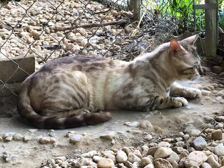 tracking paws tweet media