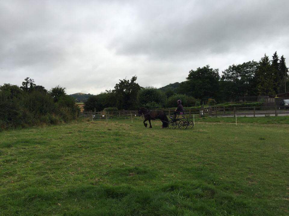 JoshNeateCD's tweet image. Had a lovely 730am schooling session with Molly today #carriagedriving #earlymornings #equine #horses #pony