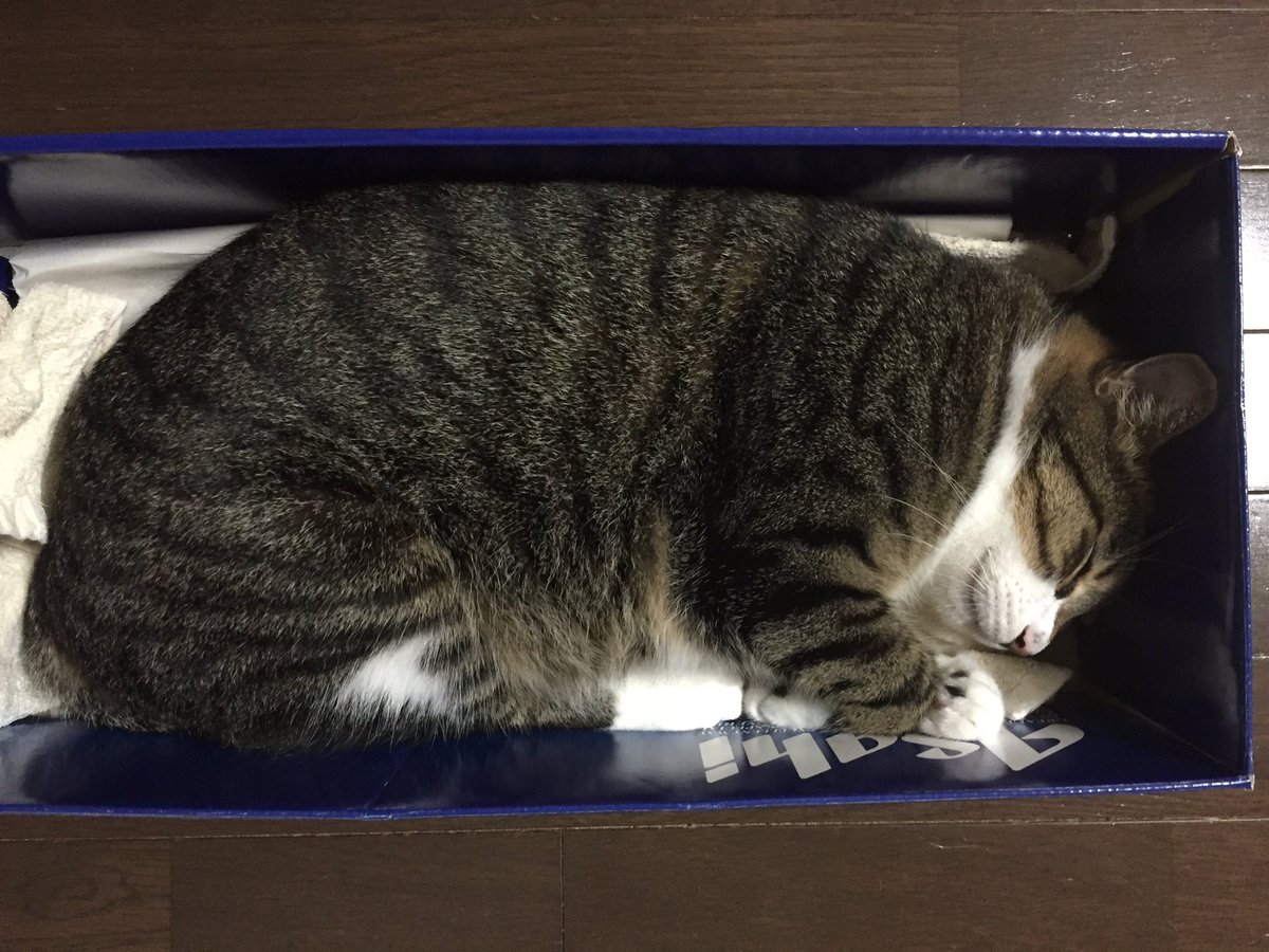 ダンボルギーニ斎藤ጿኈ ቼ ዽ ጿ tweet media