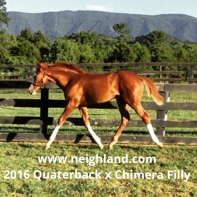 Neighland's tweet image. Love this filly! #quaterback