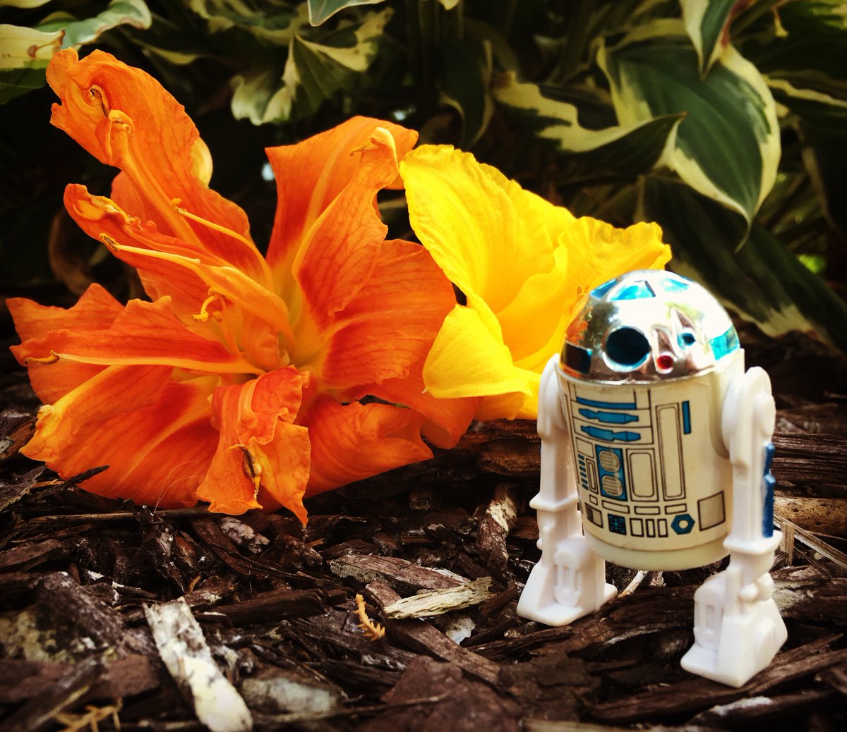 yak_face's tweet photo. #forkenny #R2D2forever https://t.co/nwhqgDBhXM
