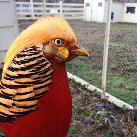 Varsuuk's tweet image. "And nests, I build the BEST nests! I'm telling ya, Big League." #TrumpBird