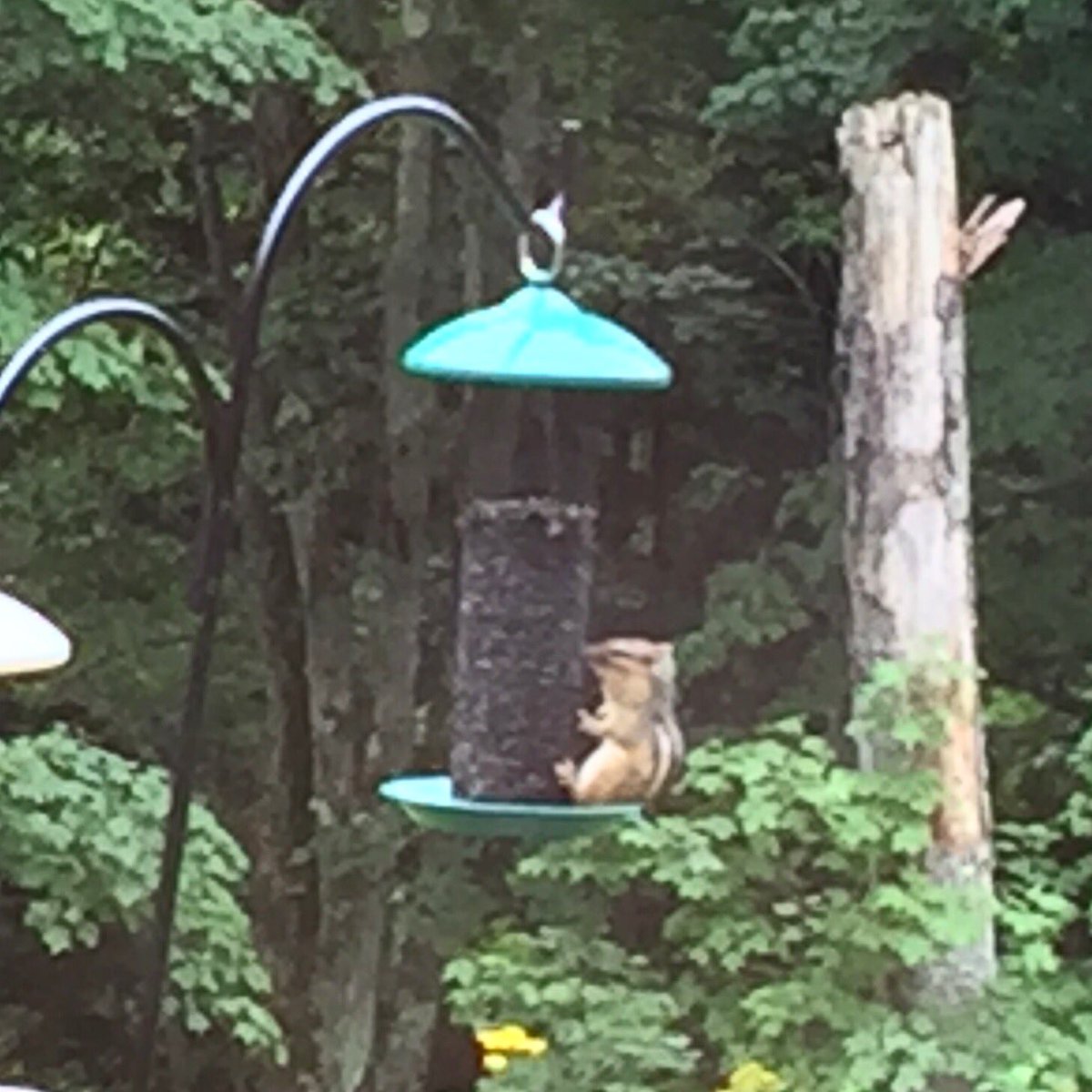 NDFieldEcology's tweet photo. Apparently i didn't leave enough food in the traps. #underc2016 #smammals #chipmunk https://t.co/7KF0iRE6s3
