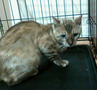 soldier_777's tweet photo. #Missing Bengal #cat in San Diego, California, USA; on Thursday the 13th of August, 2015. #TrackingPaws 💙 🐈 🐾🐾 🍁 🍁 🍁 https://t.co/M6o8Xy78dG