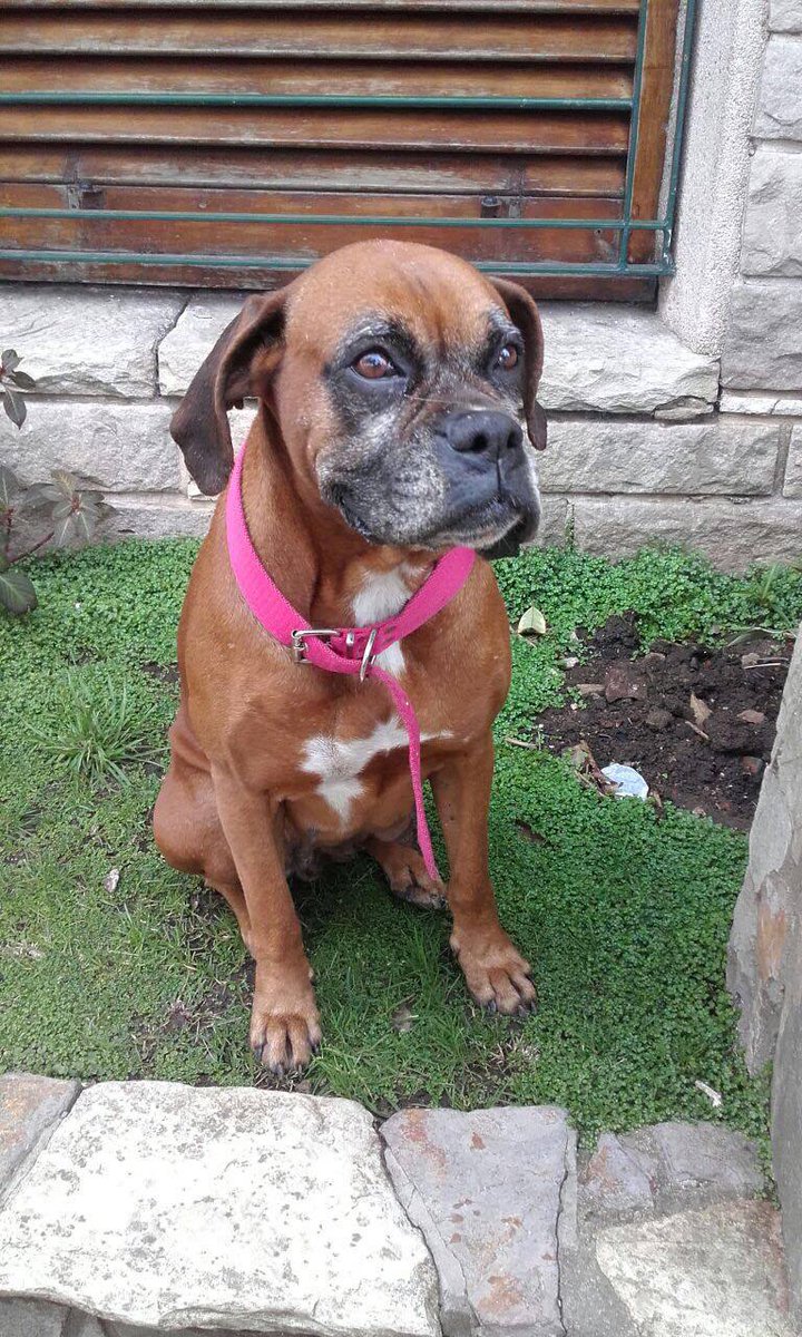 @fetcheves hola! no es gato pero me ayudas a difundirla? Apareció en Bernal, BOXER HEMBRA, Buscamos a sus dueños. Gs