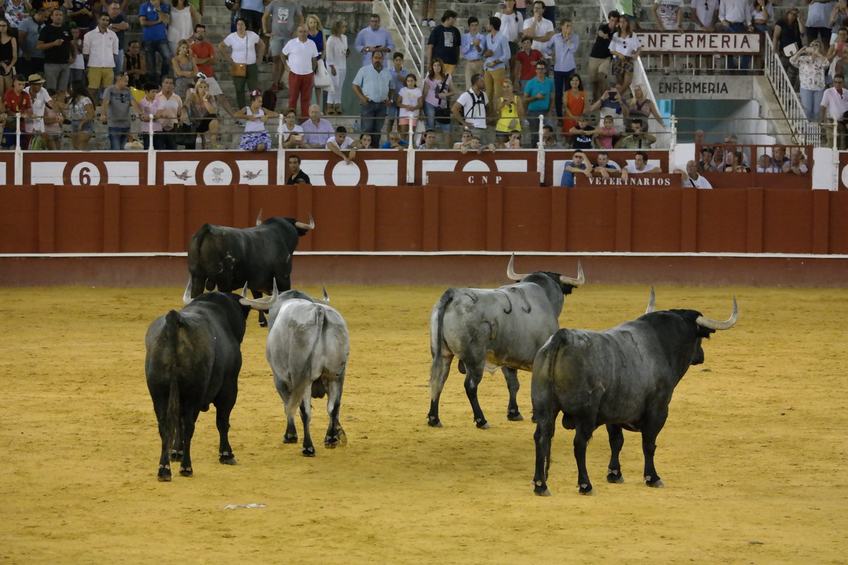 Los seis bellezones de <a href="/jlalgora/">jose luis algora</a> <a href="/juakymorera/">@juakymorera</a> ya descansan en La Malagueta. Va a ser, si o si. Mucha suerte.