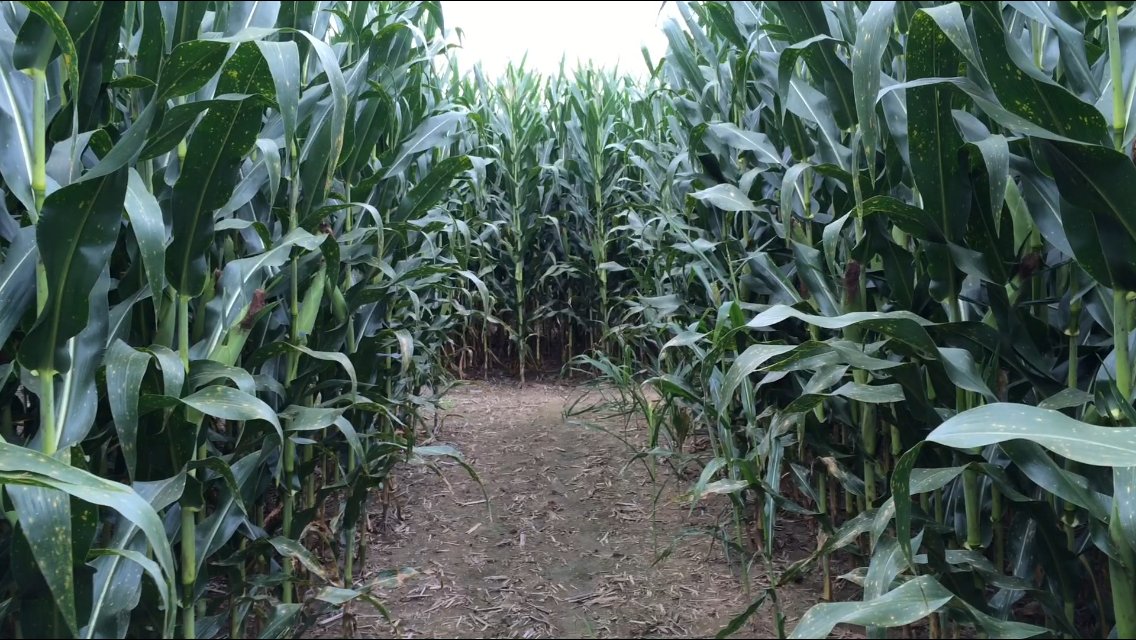 Corn Maze Beer Fest tweet media