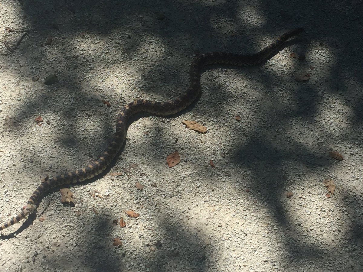 We ran across this guy today on the Mopac Trail, literally. I hope that it is ok. #snake 🐍