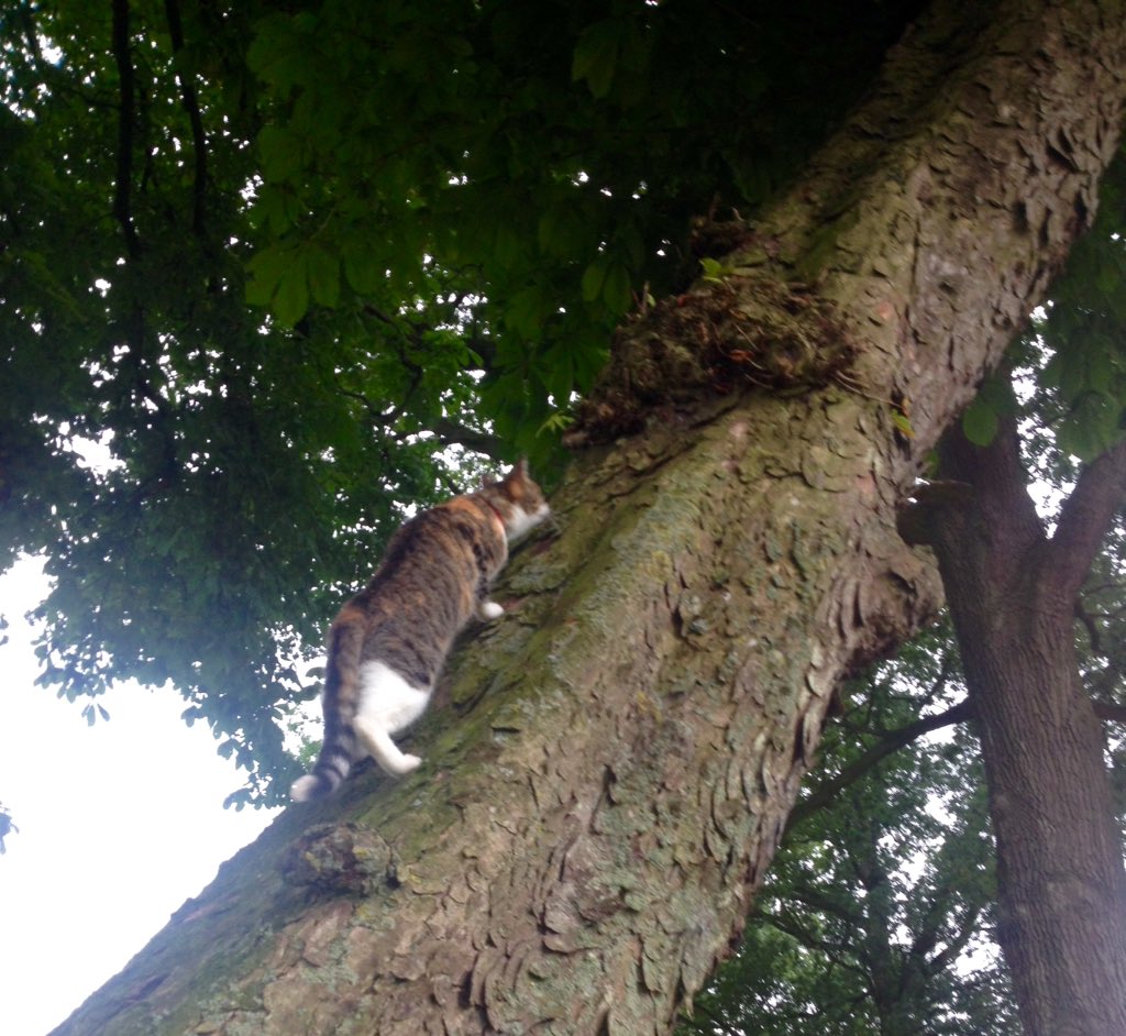 gtouwrunnr's tweet photo. Stunten in de oeroude kastanjeboom Cleo bij #DeViersprong Markelo https://t.co/DmvPltwegY