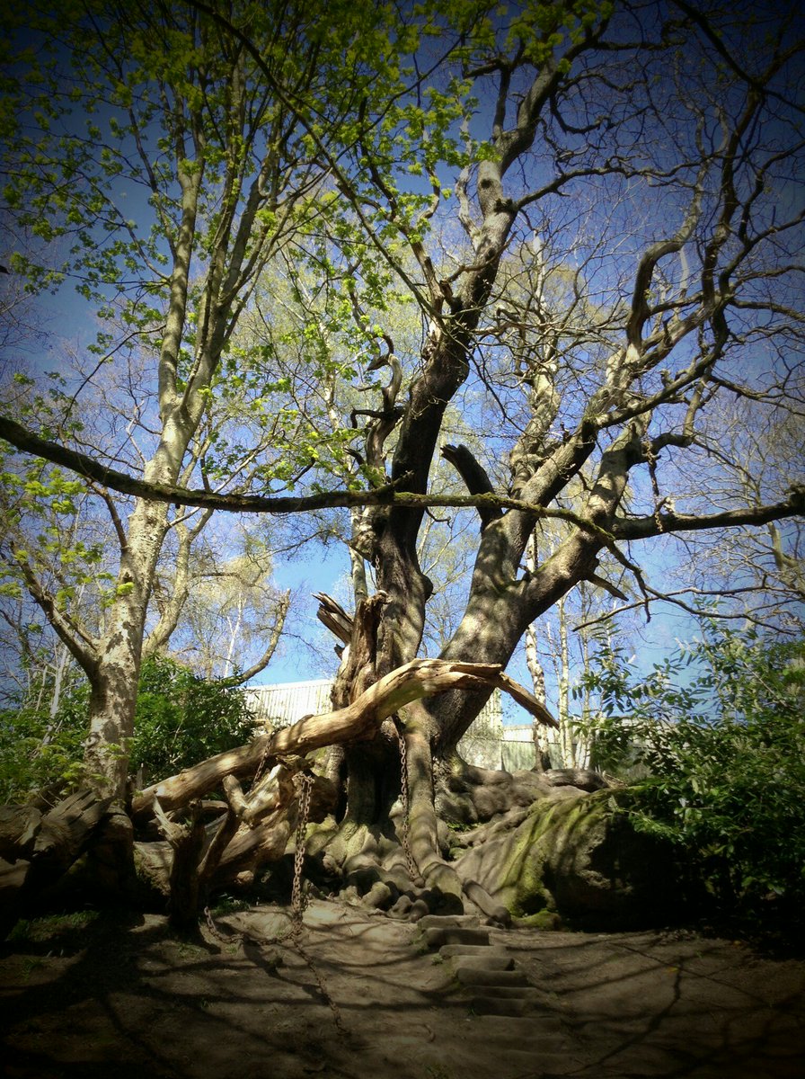 CJ_Chapman's tweet photo. "A tree in chains..." #ChainedOak @altontowers https://t.co/B9ex8Hpcoa