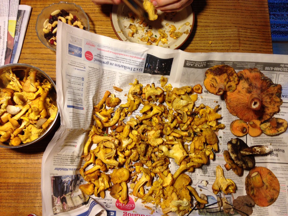 PhilWien's tweet photo. Schwammerl-Ausbeute reichte für eine große Frittata #foraging #wildfind #mushrooms #amland https://t.co/XDlLPIQdSW