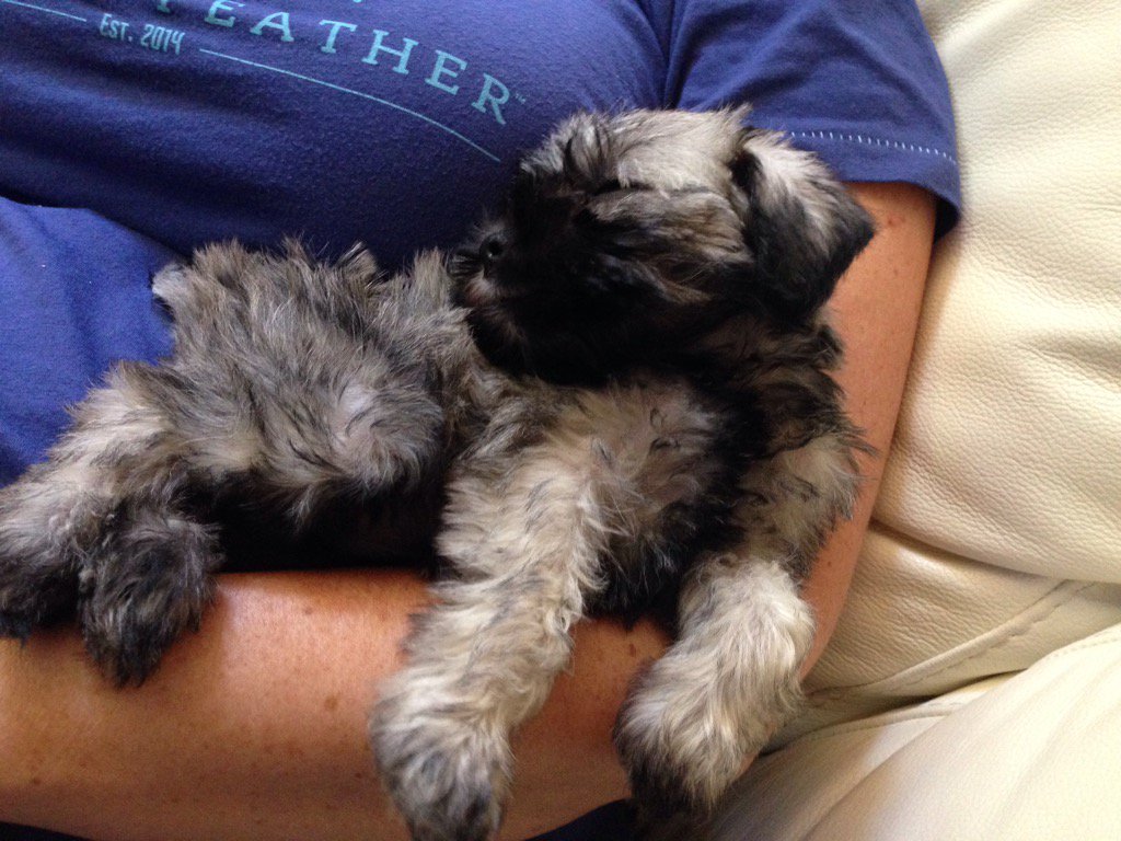 DavidAPaul's tweet photo. So comfy. @CatchandFeather https://t.co/eMZNrSSZ6a