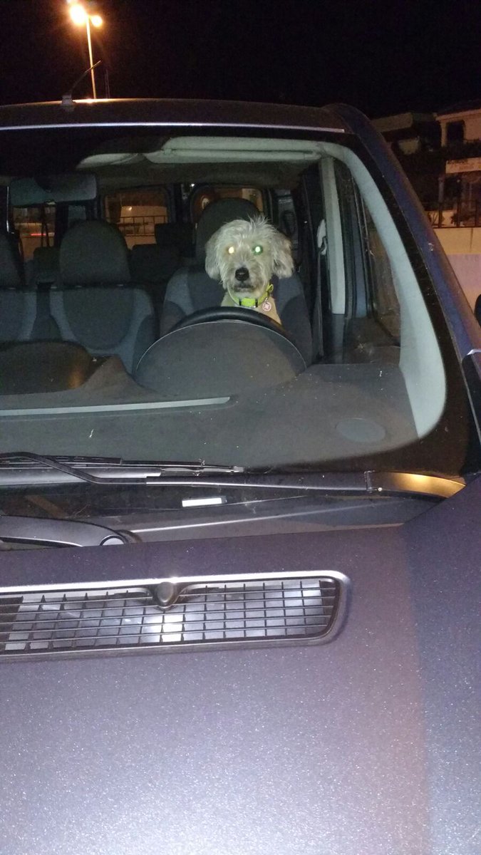 SrtaCaotica's tweet photo. Si bebes no conduzcas, que lo haga tu perro. https://t.co/uJZgOTCZkD